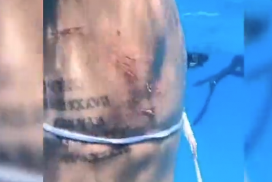 Акула туристі тістеп алған - видео
