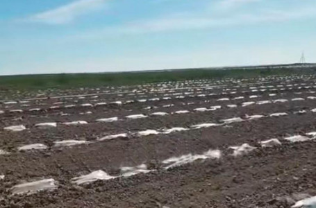 Түркістанда 1000 гектарға жуық қарбыз көшеті үсіп қалды