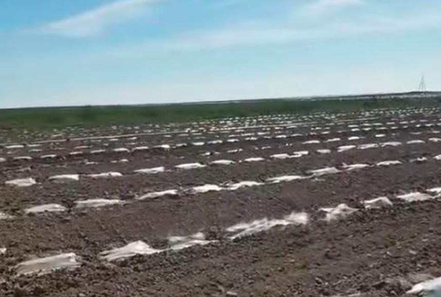 Түркістанда 1000 гектарға жуық қарбыз көшеті үсіп қалды