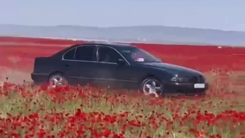 Алматы маңындағы көкнәр алқабын көлігімен таптаған BMW жүргізушісі анықталды
