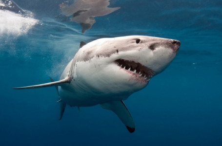 Египетте ер адамды сүйіктісінің көзінше акула жеп қойған (видео)