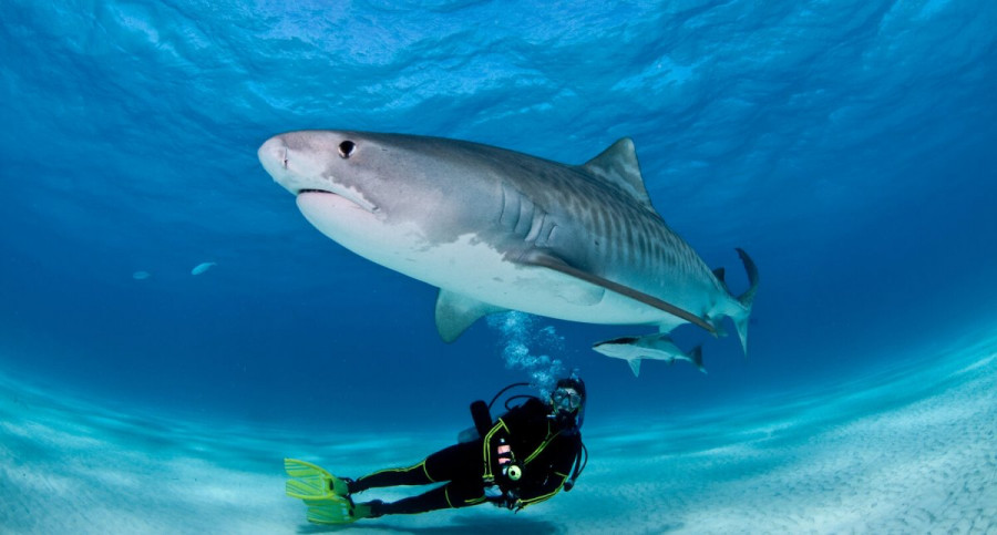 Египетте жігітті жеп қойған жолбарыс акула қандай жыртқыш?