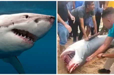 Египетте жігітті жеп қойған акула музейге қойылады