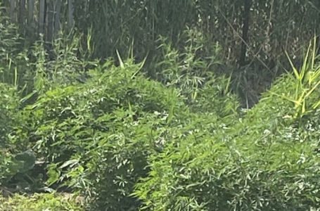 Жетісу облысында ауыл тұрғыны үйінің ауласында марихуананың 105 бұтасын өсірген