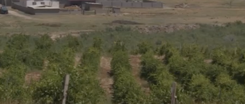 Түркістан облысында құстарға атқан оқтан мерт болған бала жер қойнына тапсырылды