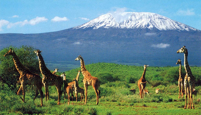 Ақ қалпақты Килиманджаро