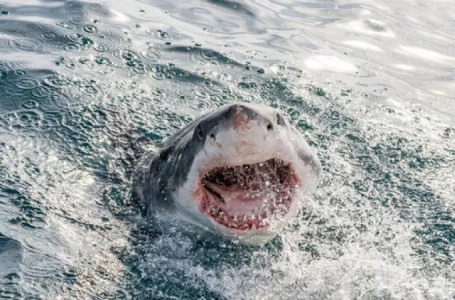 Кейінгі 20 жылда мұндай көрсеткіш болмаған. 2023 жылы акула құрбаны болған адамдардың тізімі жарияланды