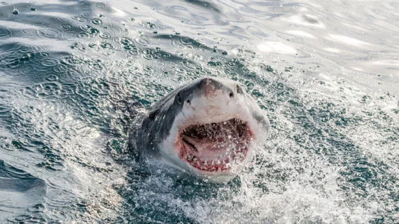 Кейінгі 20 жылда мұндай көрсеткіш болмаған. 2023 жылы акула құрбаны болған адамдардың тізімі жарияланды