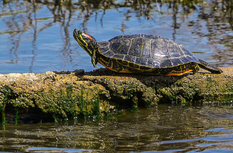 Бірінші сынып оқушыларының қатысуымен порно видео