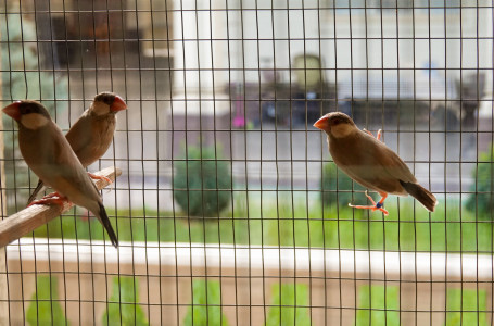 "Өмірімнің бір бөлігі" - 30 жылдан бері құс баптайтын Шымкент тұрғыны 