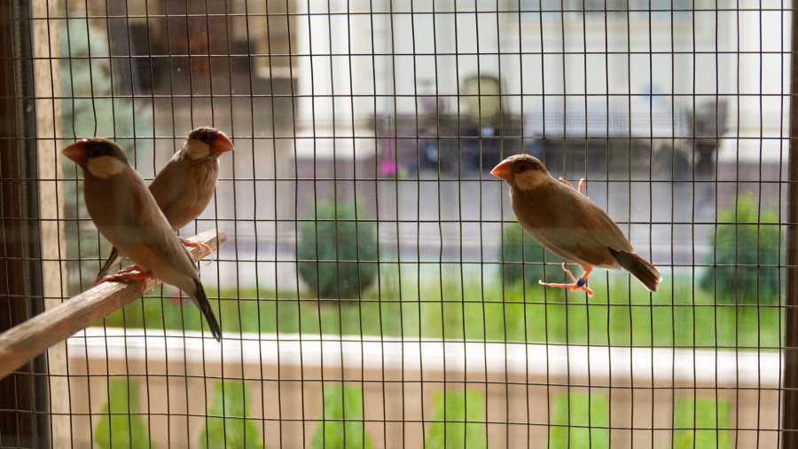 "Өмірімнің бір бөлігі" - 30 жылдан бері құс баптайтын Шымкент тұрғыны 
