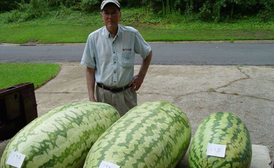 Самая большая разновидность. Арбуз сорта Carolina Cross 180. Ковтун тарвуз. Giant Watermelon 'Iwanaga giant' f1 Seeds. Самый большой Арбуз в мире 122 кг.