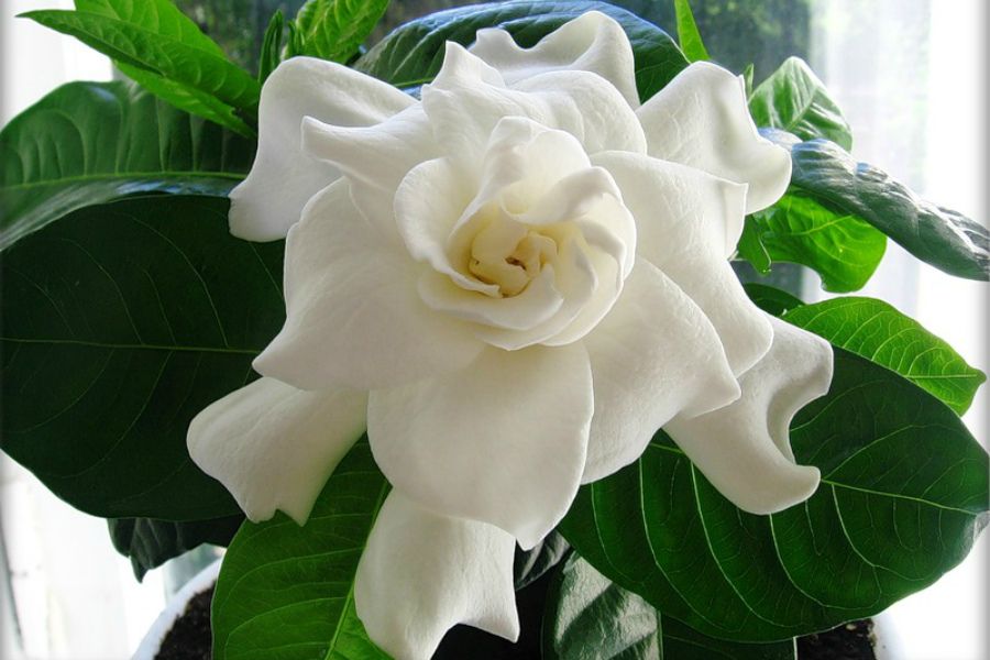 Белый цветок домашний название. Цветок Гардения жасминовидная. Гардения Жасминовая.