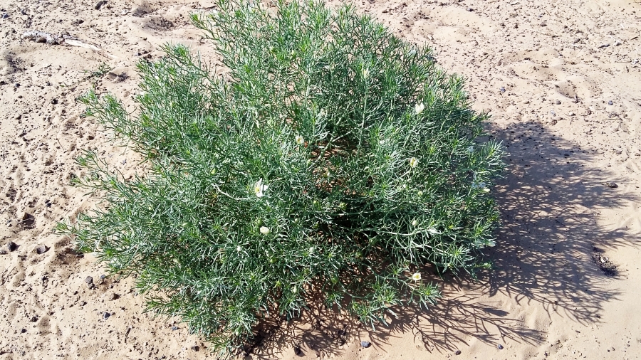 Ала бот. Жусан Полынь. Гармала обыкновенная. Artemisia rutifolia. Полынь пустынная.